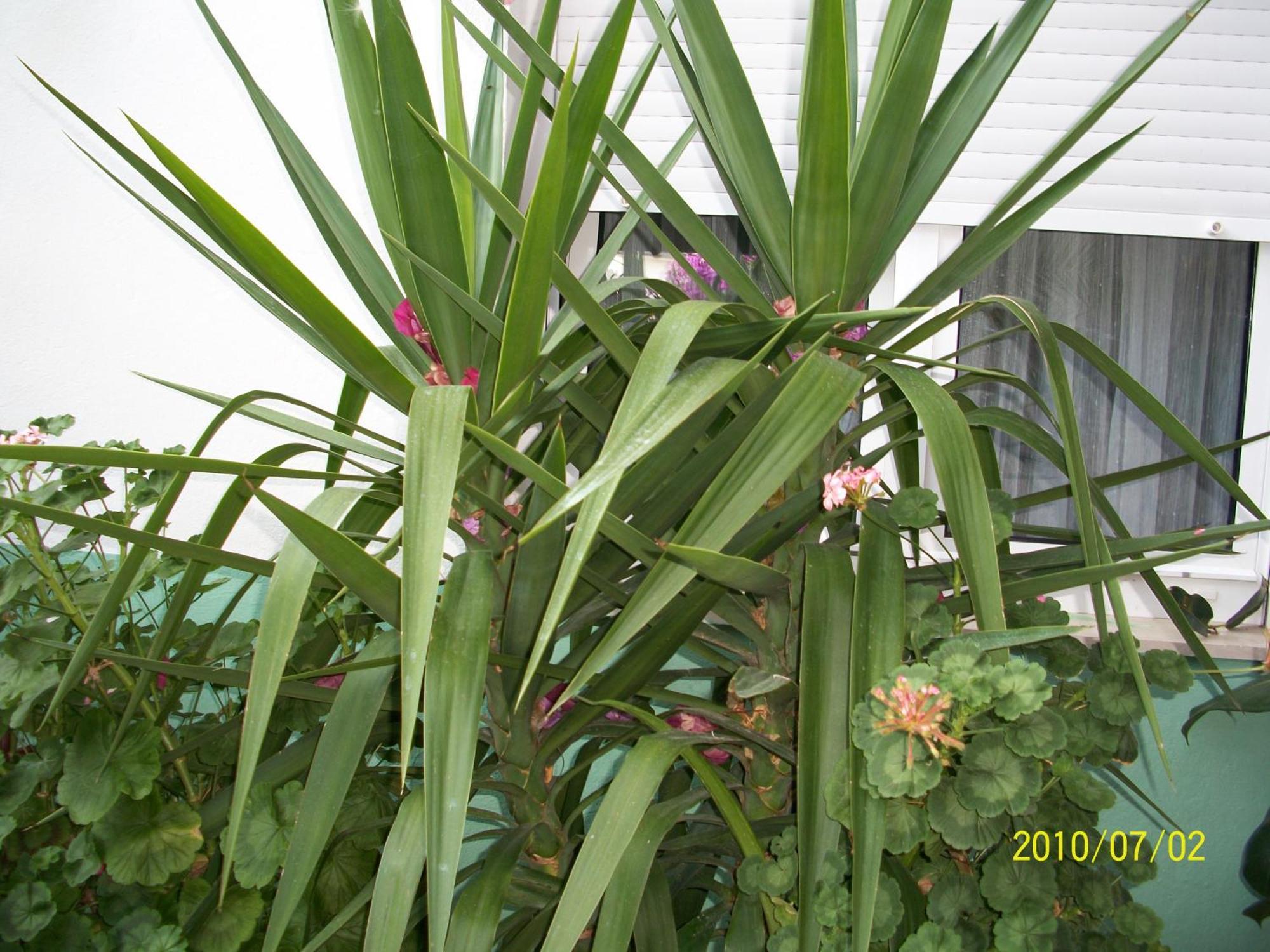 Apartmani Surlin ฮวาร์ ภายนอก รูปภาพ